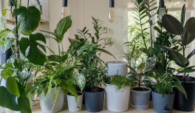 how often to fertilize house plants