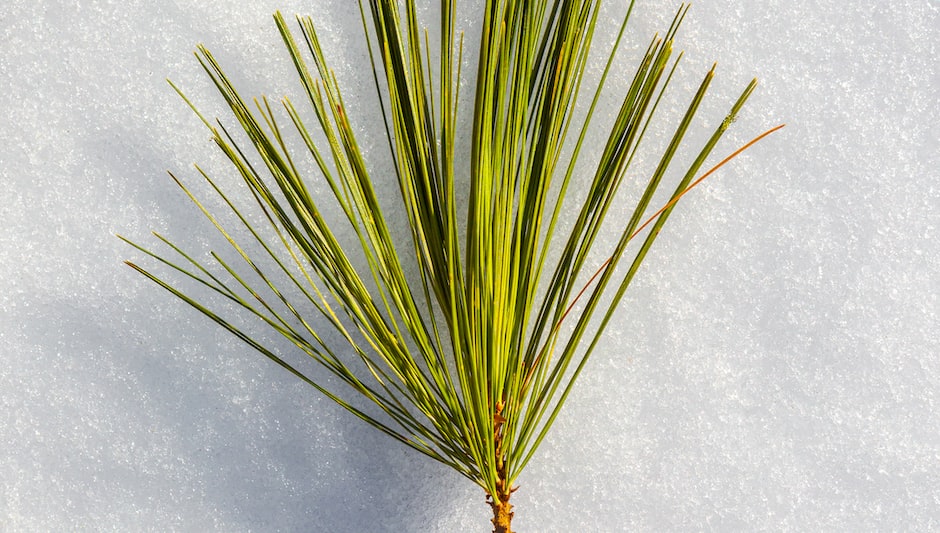 is pine needle mulch acidic