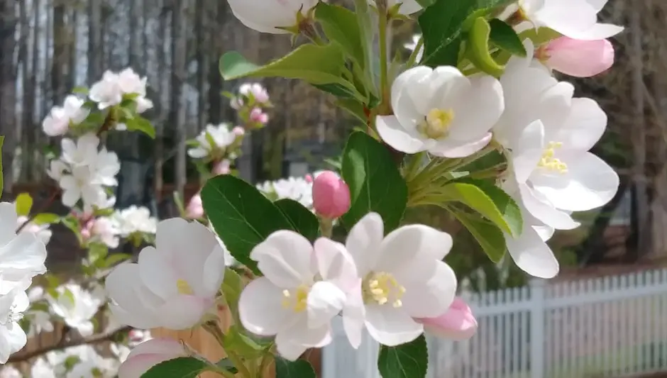 Do Finches Eat Sunflower Seeds • The Best Explanation
