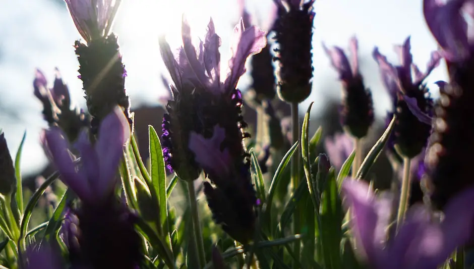 is spanish lavender a perennial