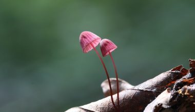 how to kill mushrooms in mulch