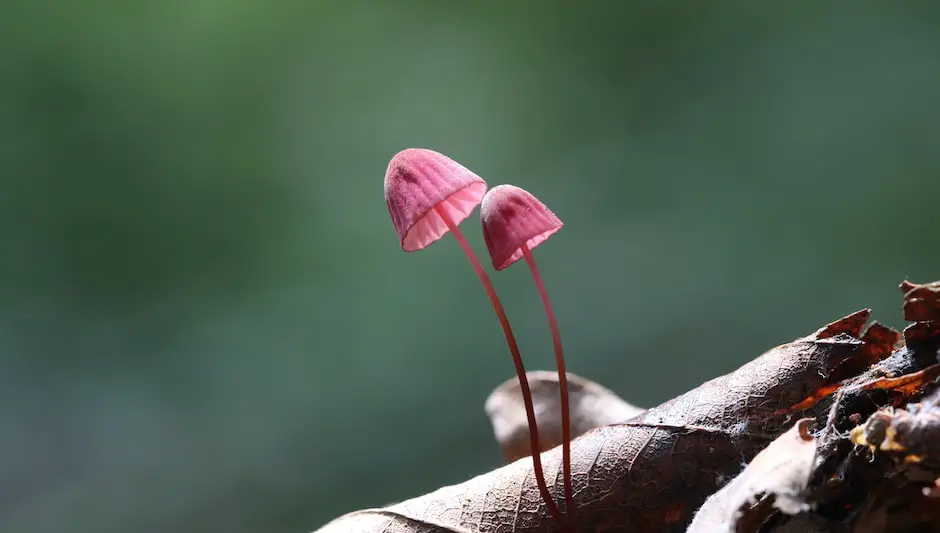 how to kill mushrooms in mulch