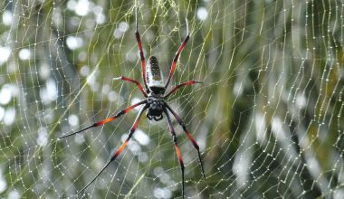 what indoor plants keep spiders away
