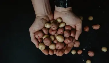 how many potatoes grow from one seed potato