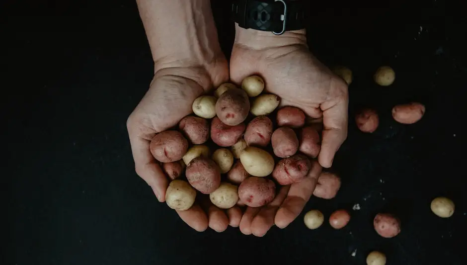 how many potatoes grow from one seed potato