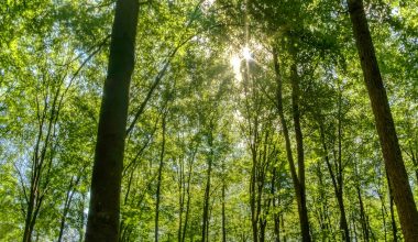 how to grow grass under oak trees