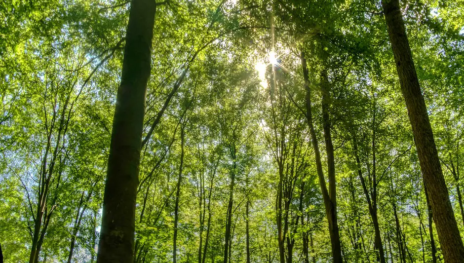 how to grow grass under oak trees