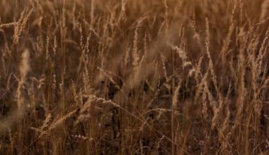 how to stop weeds in mulch beds