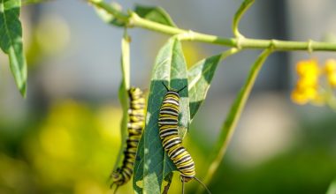 can i grow milkweed in a pot