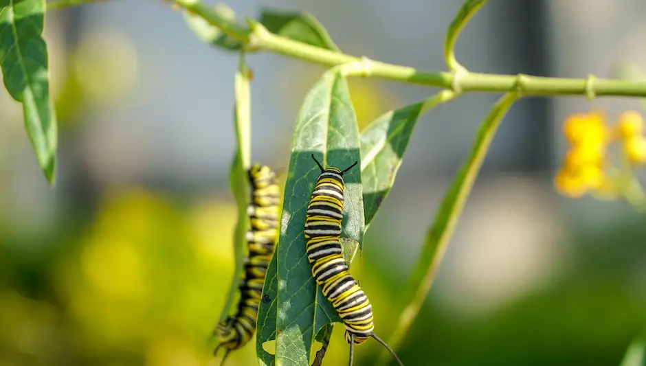 can i grow milkweed in a pot