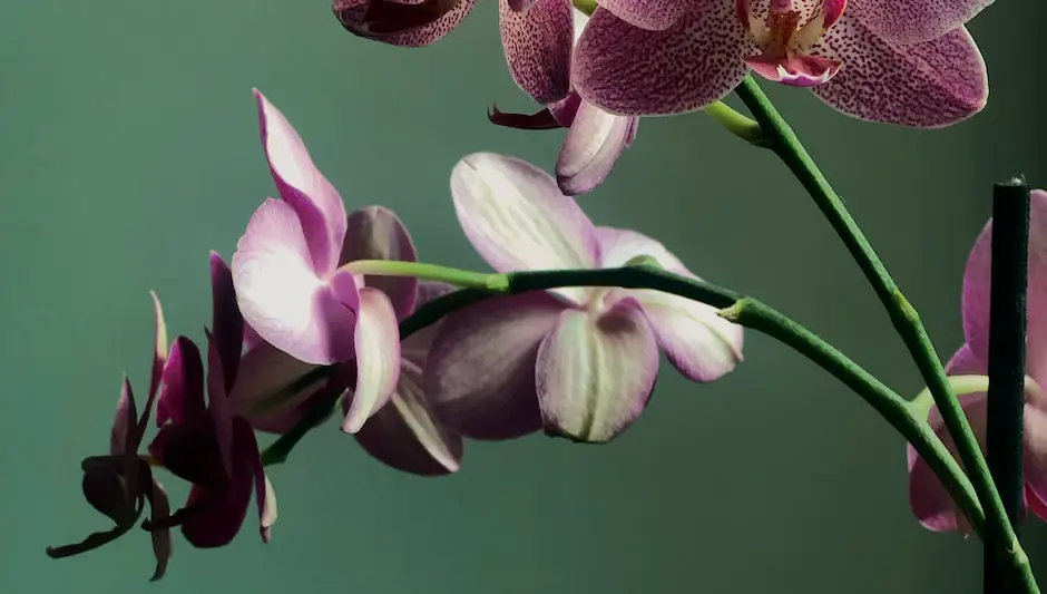 how to know when to water orchids
