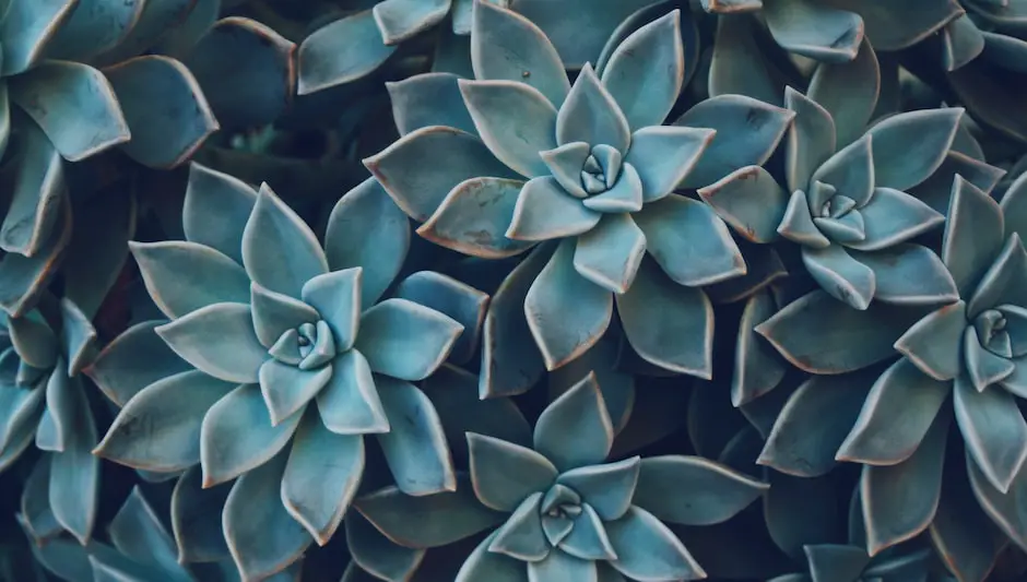 can you plant succulents in rocks