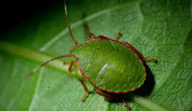 what is the meaning of aphids