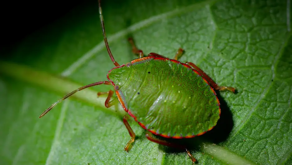 what is the meaning of aphids