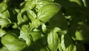 when to prune basil for the first time