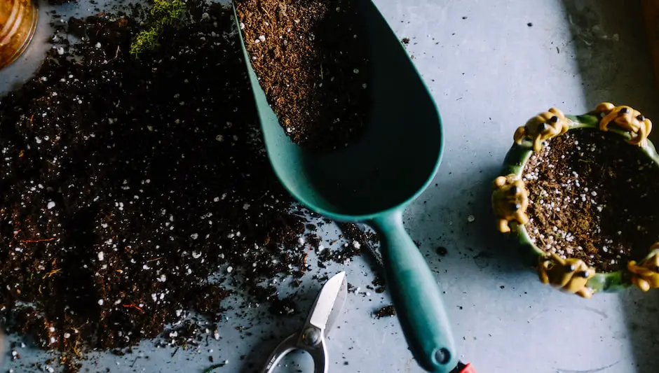 how to grow cabbage in pots