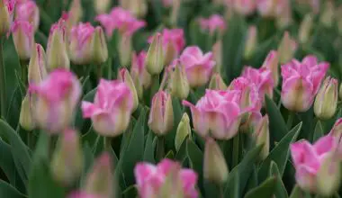 how to grow tulips in pots in india
