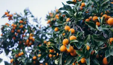 can i grow a kumquat tree indoors