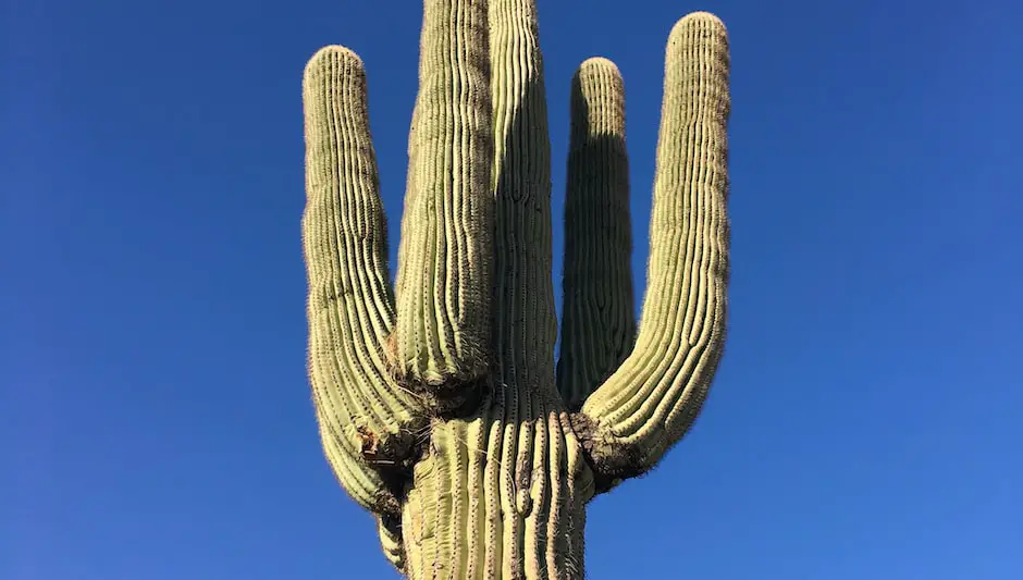 how much does a saguaro cactus cost