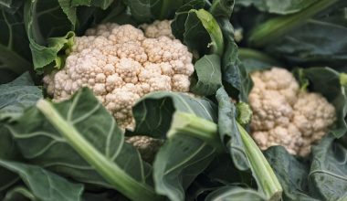 when is cauliflower ready to harvest