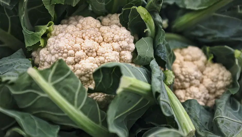 when is cauliflower ready to harvest