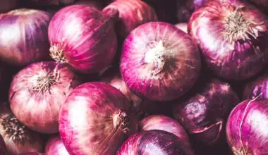 how long to harvest red onions