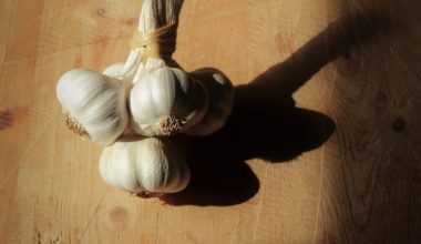 when to harvest garlic in seattle