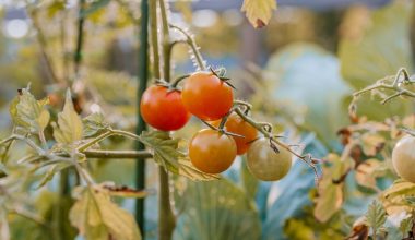 how to grow tomatoes under lights