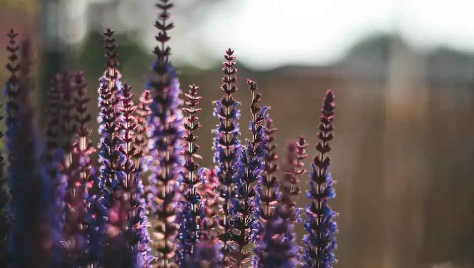 are salvia plants perennials