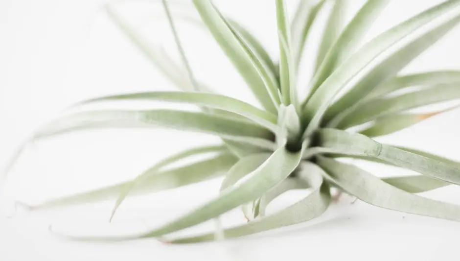 how to cultivate air plants