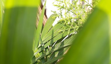 how to grow grass indoors