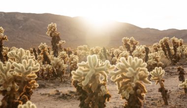 how to clean cholla cactus skeleton