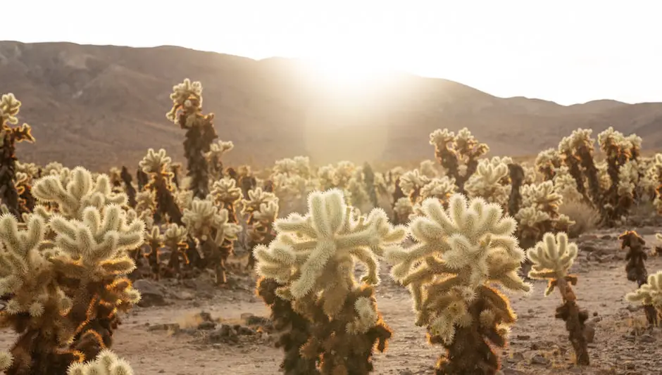 how to clean cholla cactus skeleton