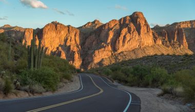 how many cactus species are there in arizona