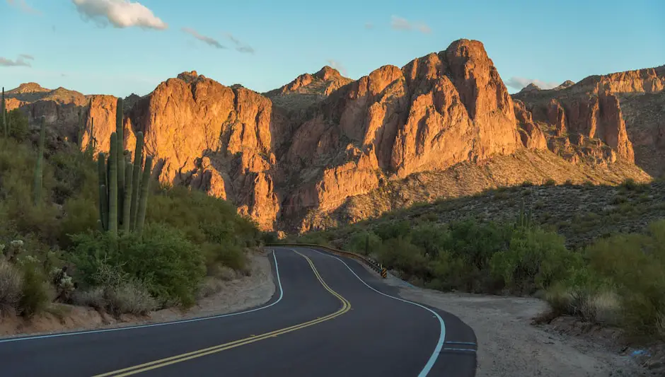 how many cactus species are there in arizona