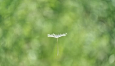 how do you collect cosmos seeds