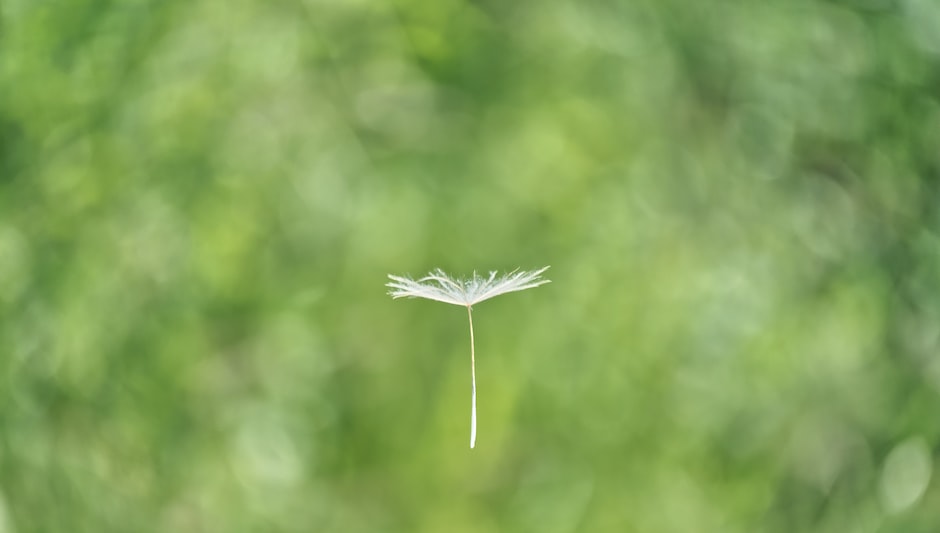 how do you collect cosmos seeds