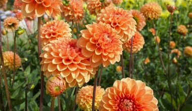 are dahlias perennials