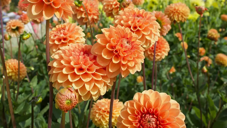 are dahlias perennials