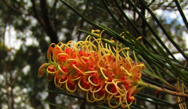 when should you prune a bottle brush plant