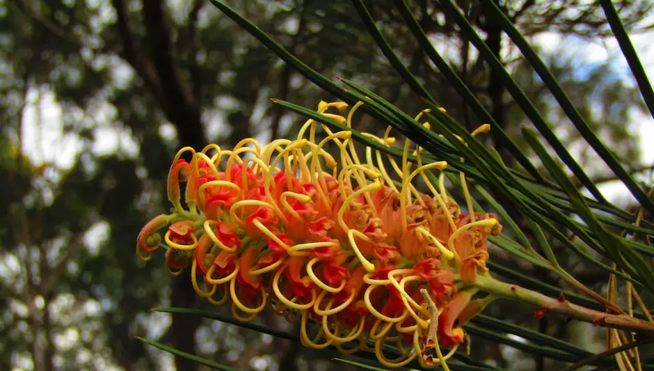 when should you prune a bottle brush plant