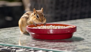 do chipmunks eat garden vegetables