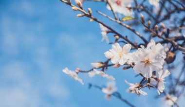 do almonds grow on trees