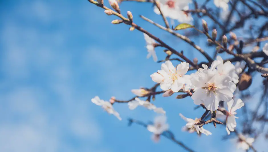 do almonds grow on trees