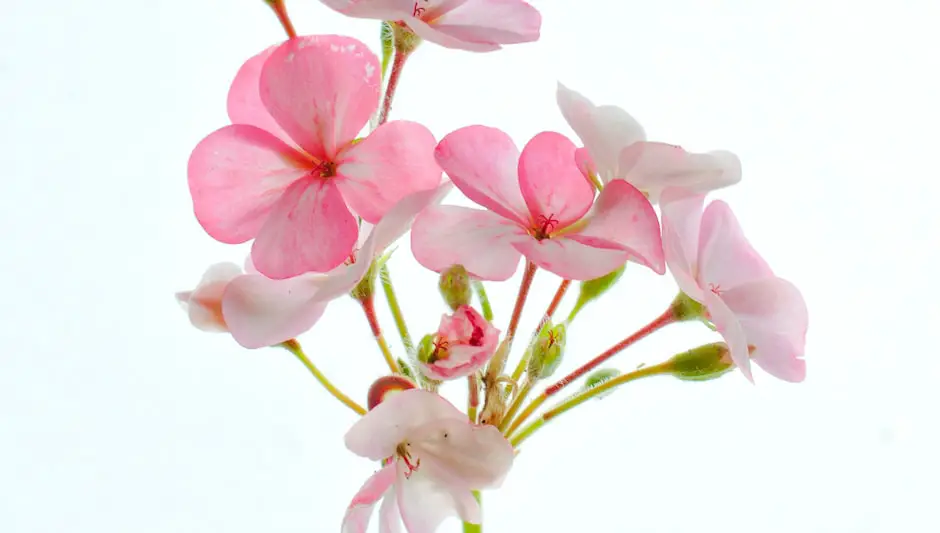 what does geranium seeds look like