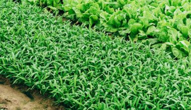 what vegetables grow well in a vertical garden