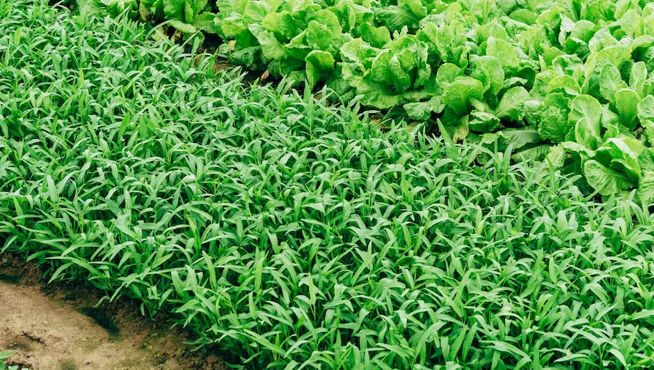 what vegetables grow well in a vertical garden