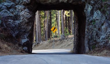 how fast do black hills spruce trees grow