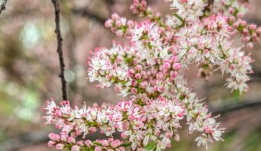 what is a tamarisk tree