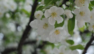 how fast do crabapple trees grow